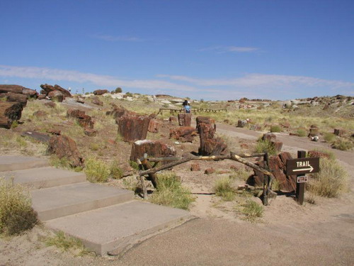   (Petrified forest)