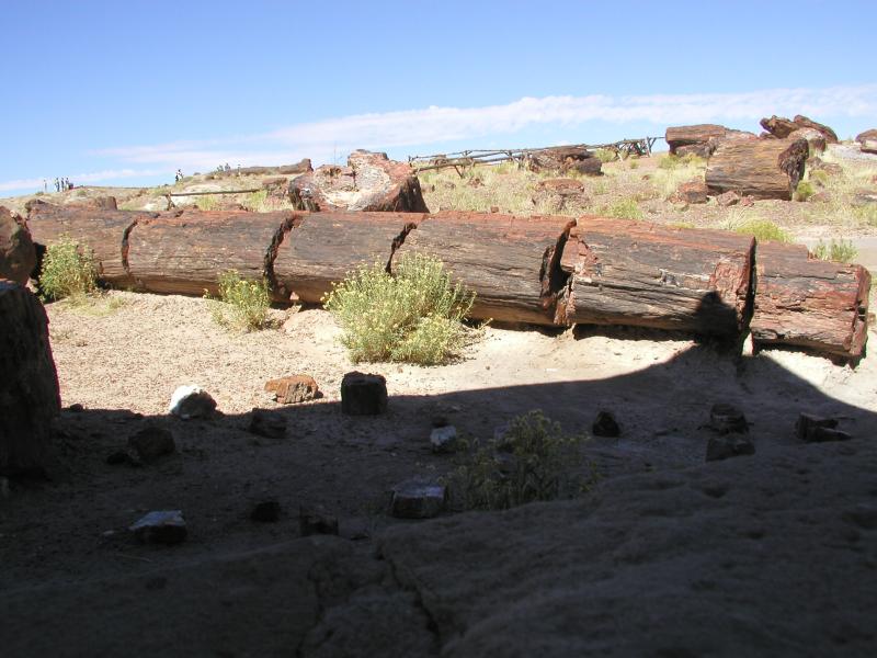   (Petrified forest)