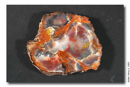   (Petrified forest)