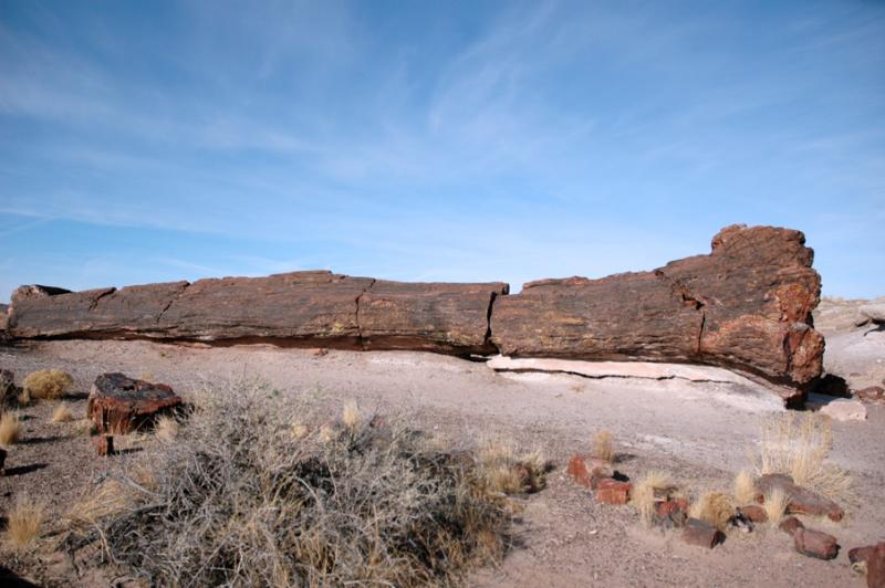   (Petrified forest)