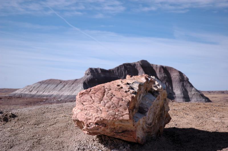  (Petrified forest)