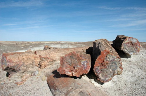   (Petrified forest)