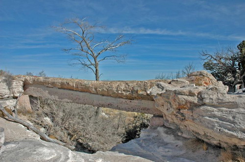   (Petrified forest)