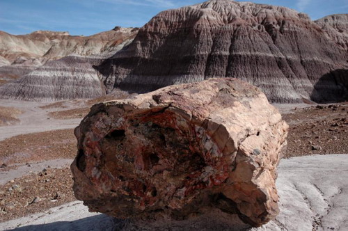   (Petrified forest)