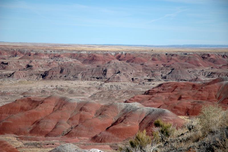   (Petrified forest)