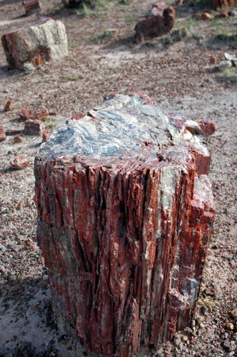   (Petrified forest)