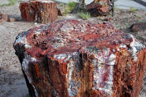   (Petrified forest)