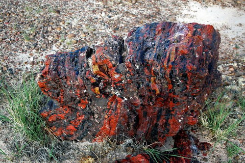   (Petrified forest)