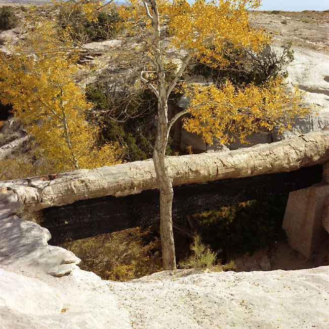   (Petrified forest)