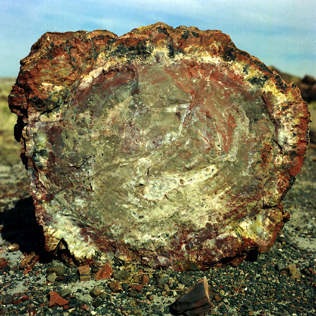   (Petrified forest)