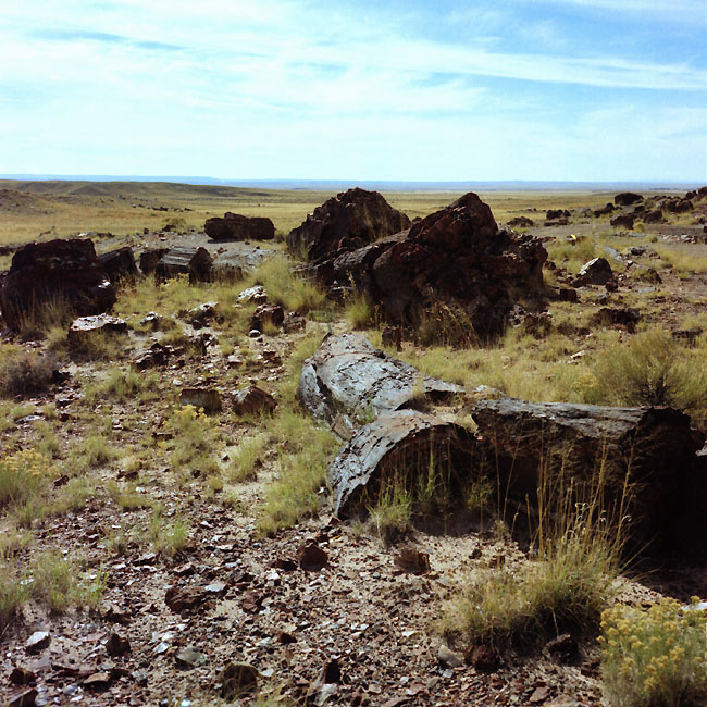   (Petrified forest)