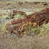   (Petrified forest)