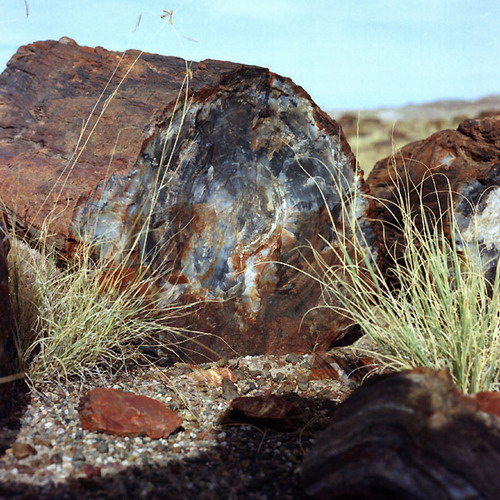   (Petrified forest)