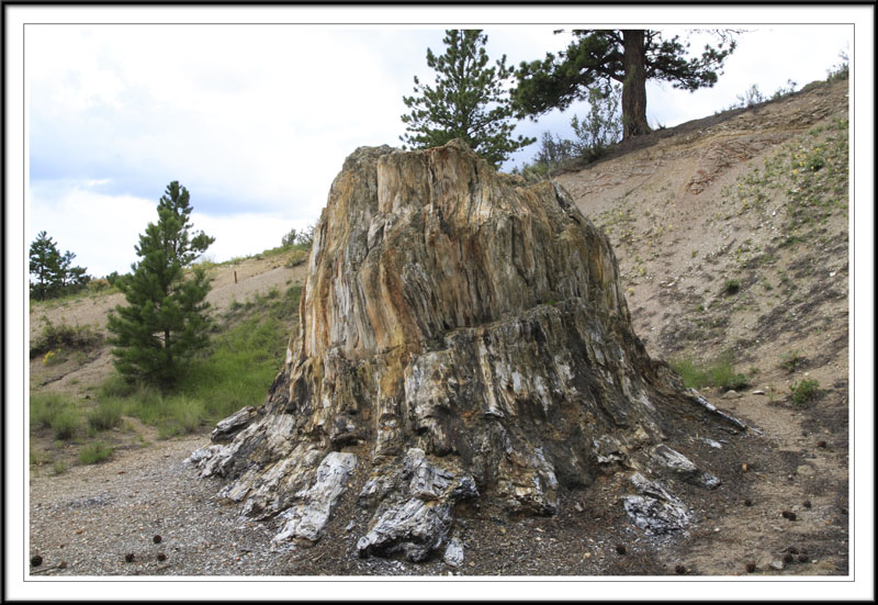   (Petrified forest)