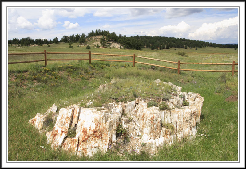   (Petrified forest)