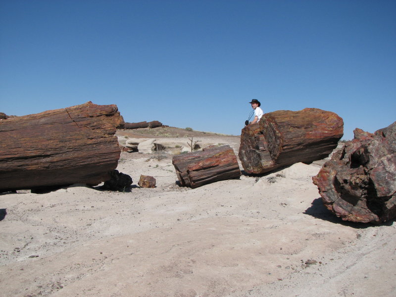   (Petrified forest)
