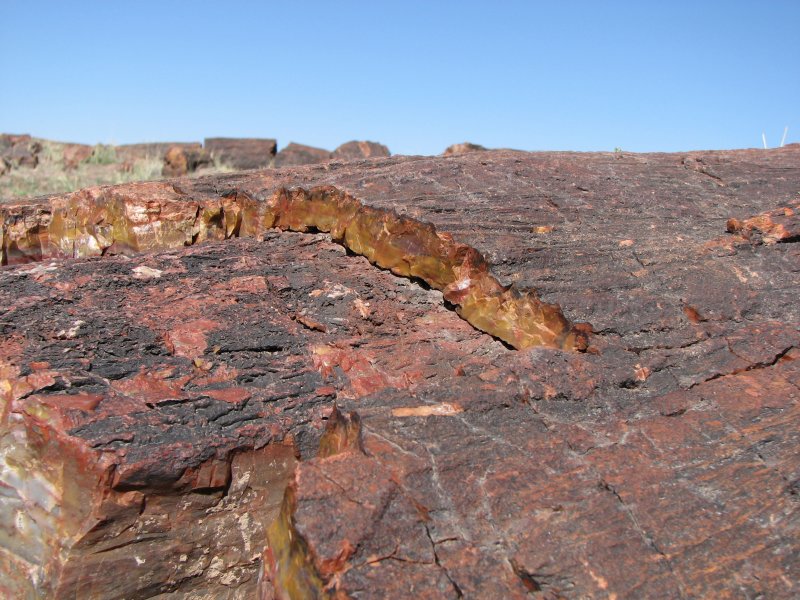  (Petrified forest)