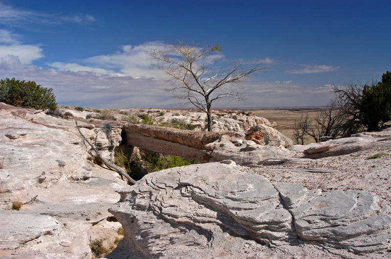   (Petrified forest)