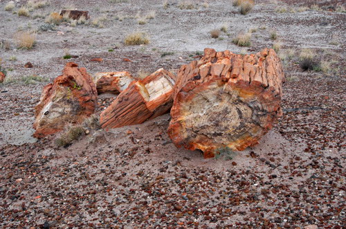   (Petrified forest)