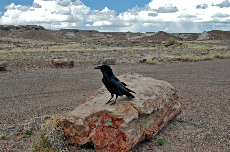   (Petrified forest)