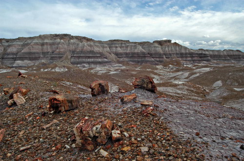   (Petrified forest)