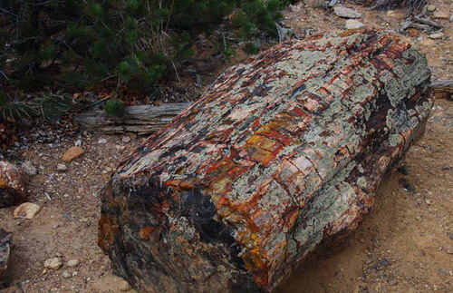   (Petrified forest)