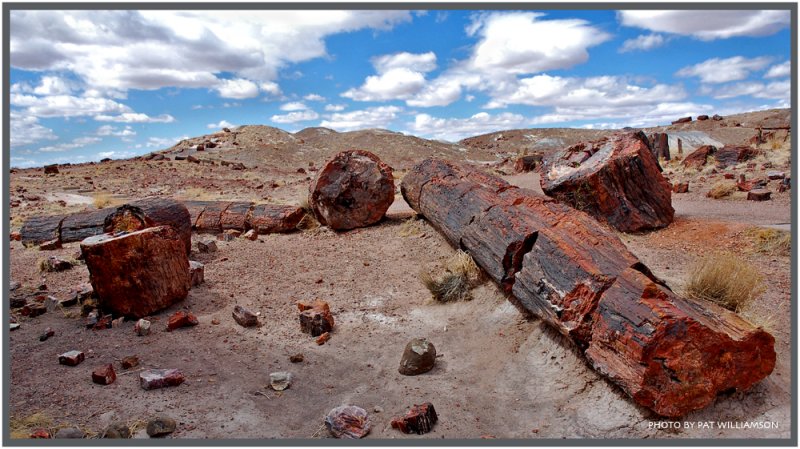   (Petrified forest)