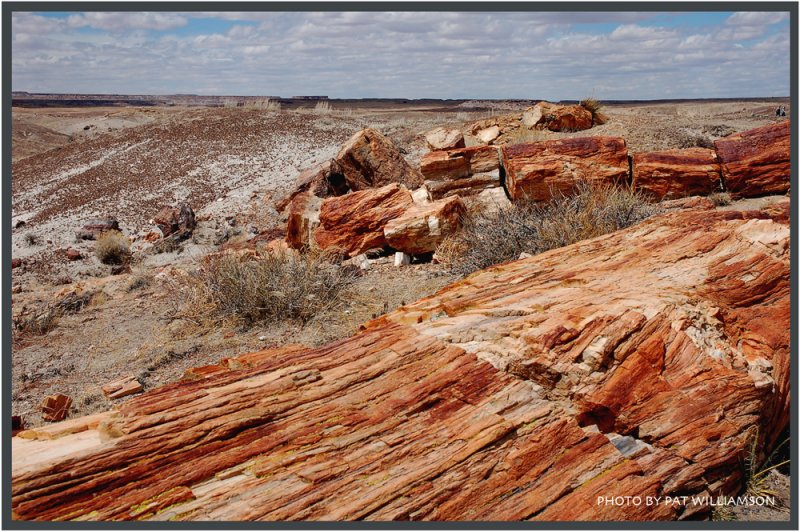   (Petrified forest)