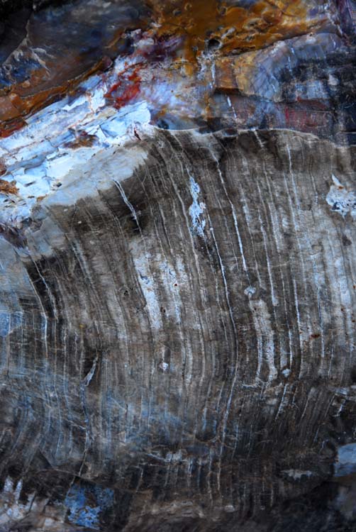   (Petrified forest)
