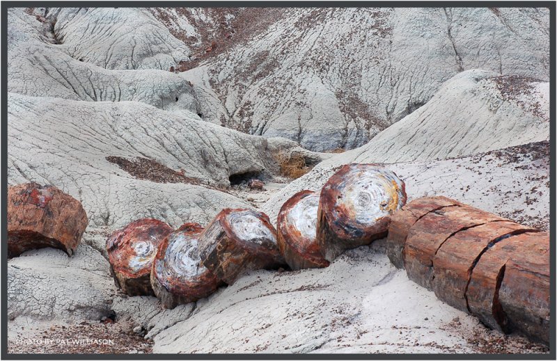   (Petrified forest)