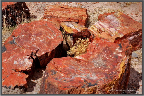   (Petrified forest)