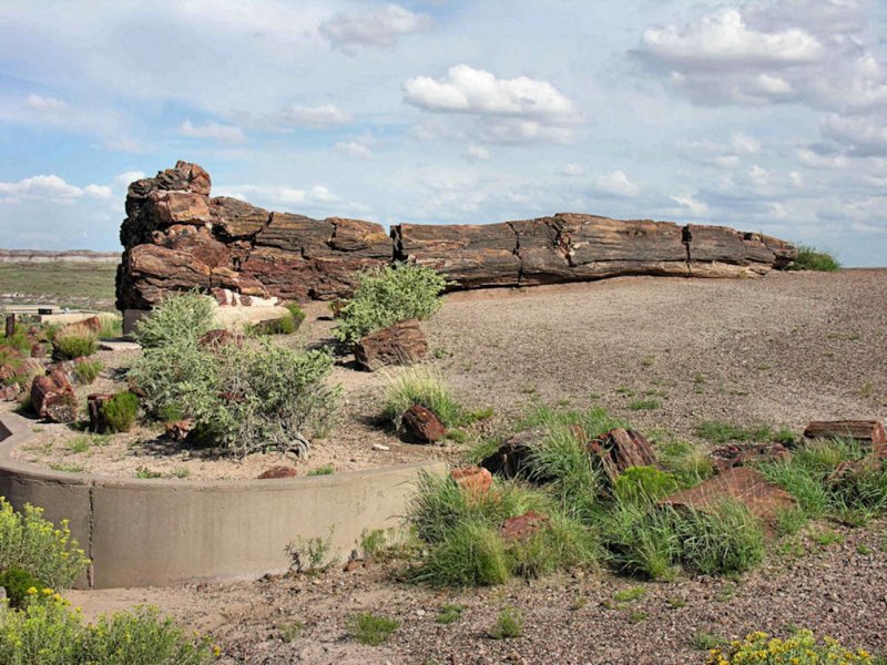   (Petrified forest)