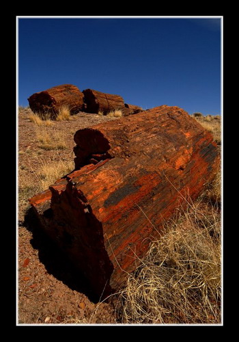   (Petrified forest)