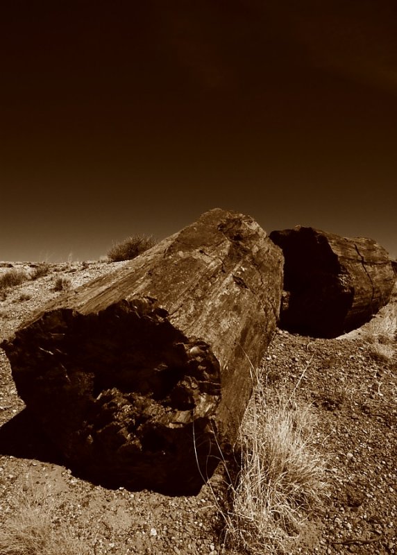   (Petrified forest)