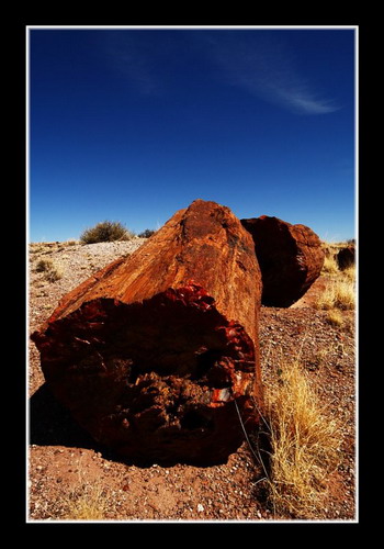   (Petrified forest)