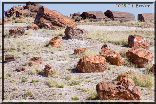   (Petrified forest)