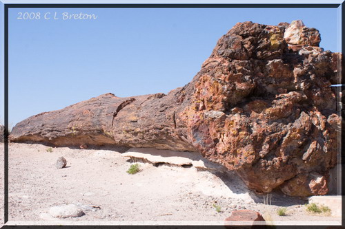   (Petrified forest)