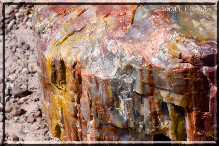   (Petrified forest)