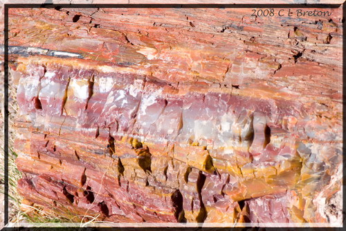   (Petrified forest)