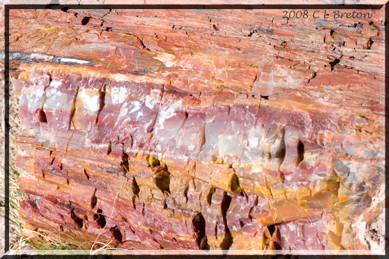  (Petrified forest)