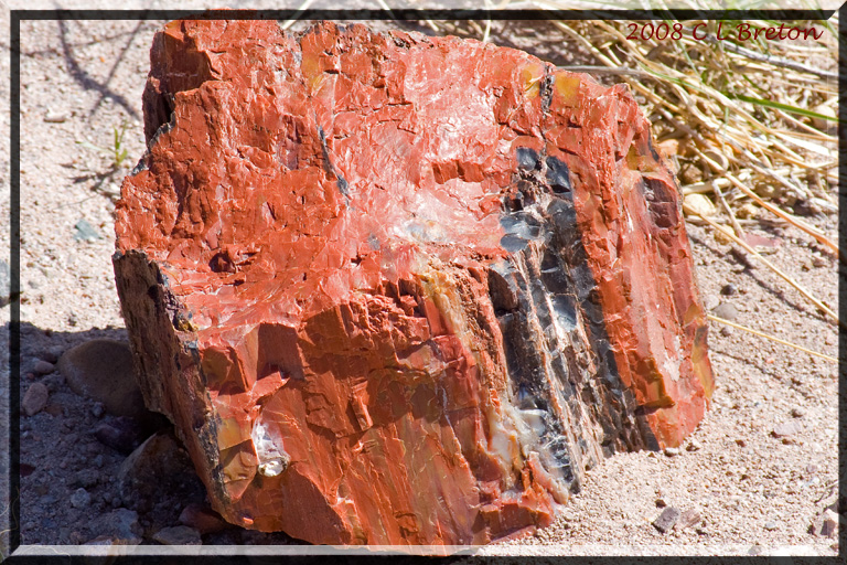   (Petrified forest)