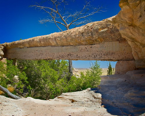   (Petrified forest)