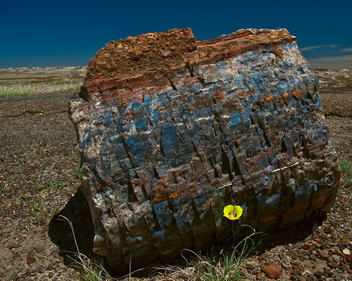   (Petrified forest)