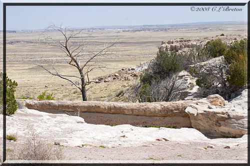   (Petrified forest)