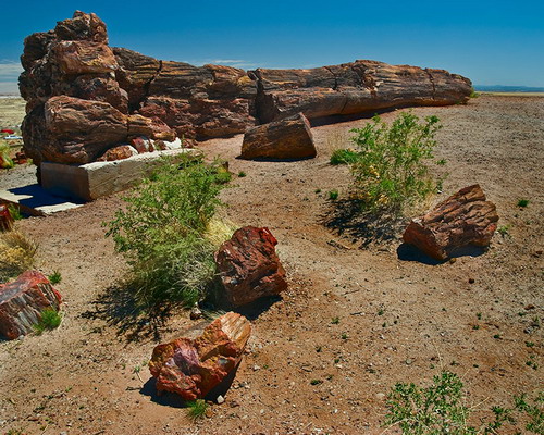   (Petrified forest)