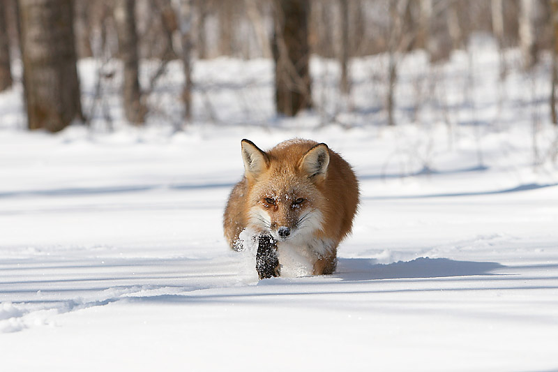 Охота лис на зайцев. Фото лисы. Лиса зима. Охота лисы. Лисы зимой.