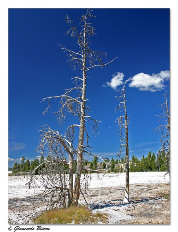   Yellowstone